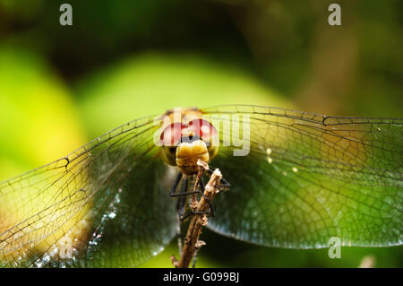 Libellule Banque D'Images