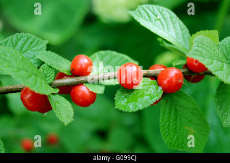 Avec la direction générale de baie rouge Prunus tomentosa Banque D'Images