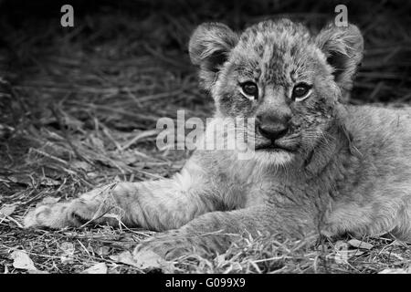 Lion Bebe Noir Et Blanc Gros Plan Photo Stock Alamy