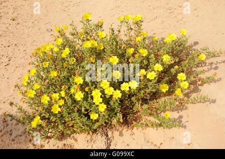 L'onagre, Oenothera drummondii, Banque D'Images