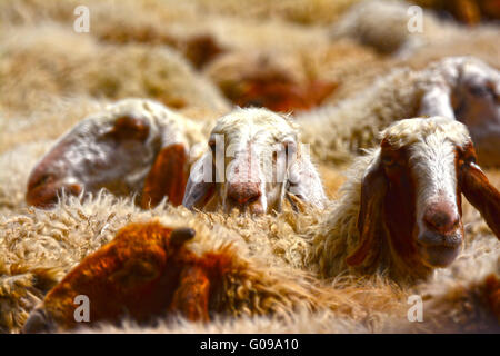 Troupeau de moutons close up Banque D'Images