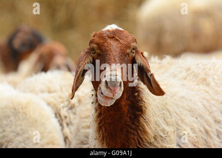 Portrait de mouton rigolo Banque D'Images