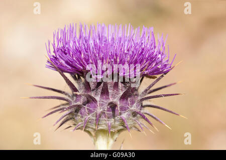Artichaut chardon de coton, fleur d'épine Banque D'Images