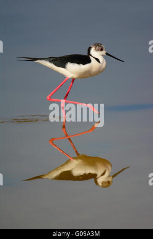Stilt à ailes noires, stilt à ailes noires, Hi Banque D'Images