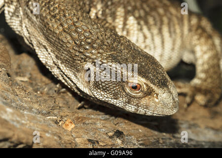 Savannah Varan (Varanus exanthematicus) un Banque D'Images