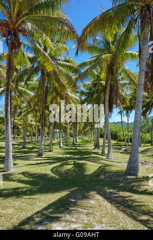 Chemin à travers les cocotiers, Huahine, îles de la société, Polynésie Française Banque D'Images