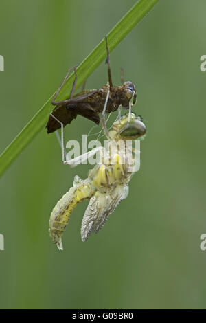 Repéré récemment éclos vert Banque D'Images
