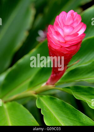Close-up of a red Ginger Alpinia Purpurata (fleur) Banque D'Images