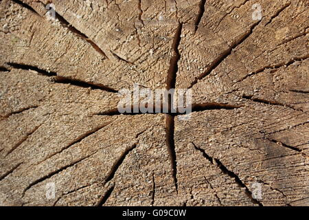 Modèle de coupe sur un parquet en bois sombre de l'arbre avec l'arc Banque D'Images