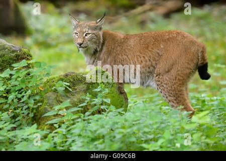 Lynx Banque D'Images