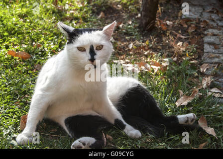 Chat noir et blanc sur l'herbe Banque D'Images