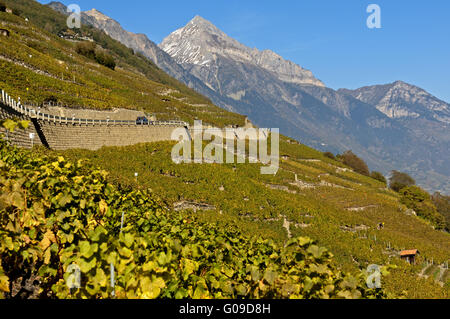 Vignes près de Martigny, Valais, Suisse Banque D'Images