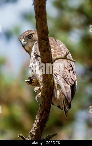 Coopers hawk perché sur l'observation d'arbres pour les petites proies Banque D'Images