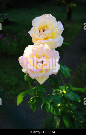 roses Banque D'Images