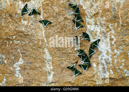 Espèces de papillon diurne Tropical Urania leilus Banque D'Images