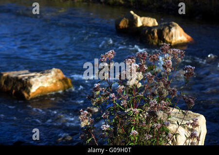 Jardin d'eau, Reden Schiffweiler, Allemagne Banque D'Images