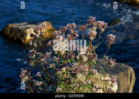 Jardin d'eau, Reden Schiffweiler, Allemagne Banque D'Images