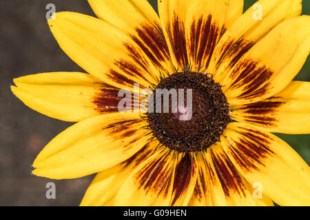 Photo gros plan détaillé du tournesol dans le jardin Banque D'Images