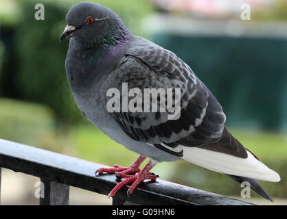 Pigeon Banque D'Images