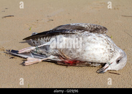 Mouette meurt dans un piège de la ligne jeté Banque D'Images