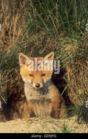 Kit Red Fox à alerte sur les foxs den Banque D'Images