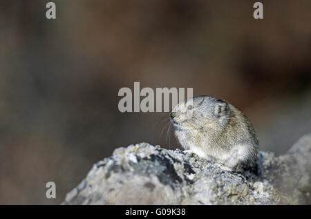 Pika munis d'alerte assis sur un rocher Banque D'Images