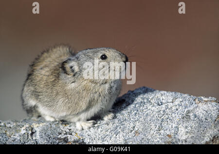 Pika munis d'alerte assis sur un rocher Banque D'Images