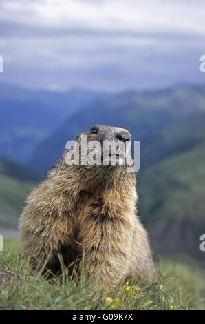 Maintien de la Marmotte alpine recherche d'ennemis naturels Banque D'Images