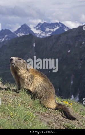 Marmotte alpine en face des Alpes Banque D'Images