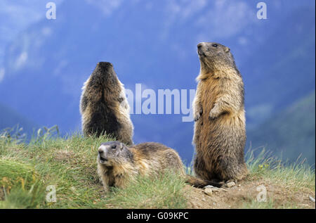 Marmottes alpines gardant recherche d'ennemis naturels Banque D'Images