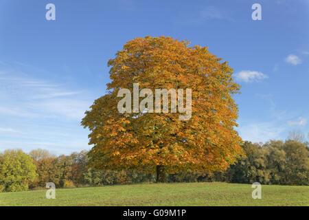 Cerisier et châtaignier en automne, Allemagne Banque D'Images