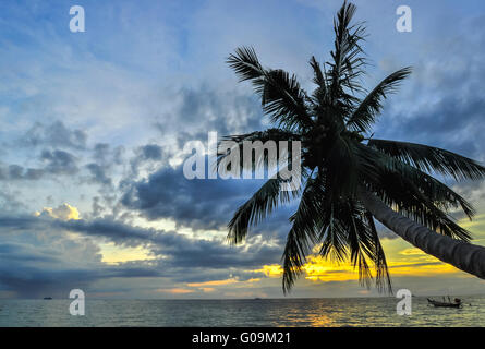 Des cocotiers sur la plage de sable de tropic sur le coucher du soleil. La Thaïlande, Koh Chang, klong Prao beach Banque D'Images