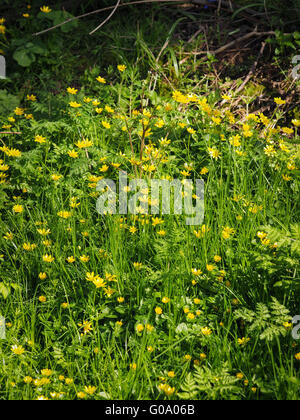 Lesser celandine (Ranunculus ficaria) en forme d'étoile brillante de fleurs sauvages Banque D'Images