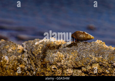 Un ermite de promenades le long des rochers sur la côte du golfe de Californie. Banque D'Images