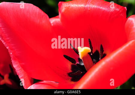 tulipe rouge Banque D'Images