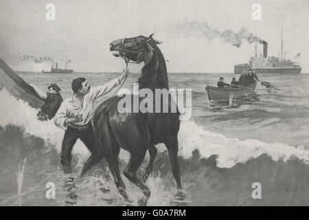 L'expédition Gussie - chevaux d'atterrissage par le Surf sous le feu de la Rive - Spanish American War, 1898 Banque D'Images