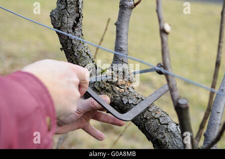 L'entretien des arbres par correction scier un plus grand bud Banque D'Images