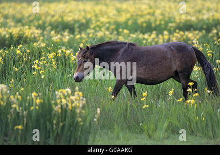 Jument poney Exmoor traversant une prairie marécageuse Banque D'Images