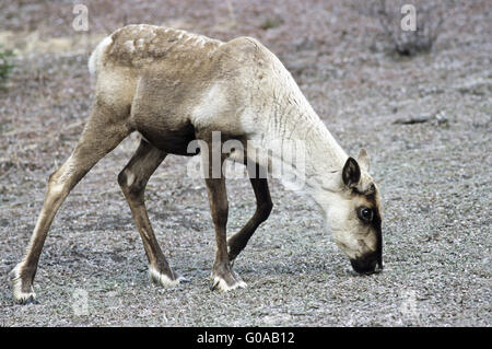 Caribous migrateurs nourriture vache Banque D'Images