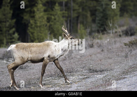 Caribous migrateurs au printemps vache Banque D'Images