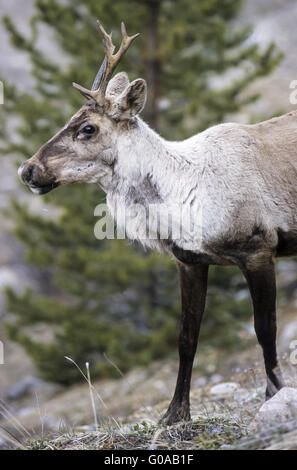 Portrait d'une vache de caribous migrateurs Banque D'Images