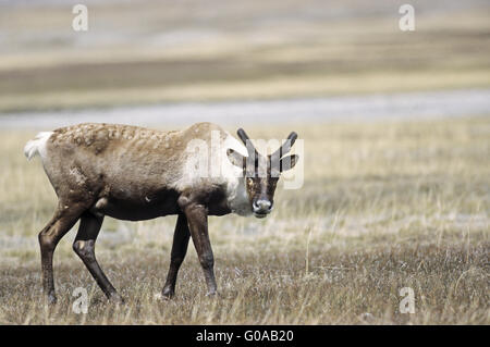 Le caribou des bois Bull avec du bois de velours Banque D'Images