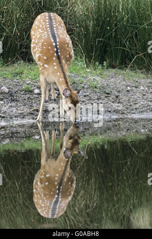 Le cerf sika hind avec réflexion - (Deer) Banque D'Images