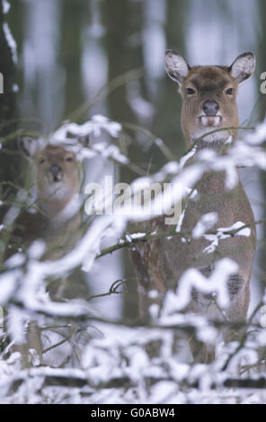 Portrait d'un cerf Sika Dybowski hind et fauve Banque D'Images