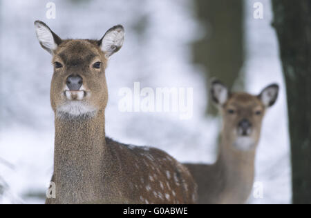 Portrait d'un cerf Sika Dybowski hind et fauve Banque D'Images