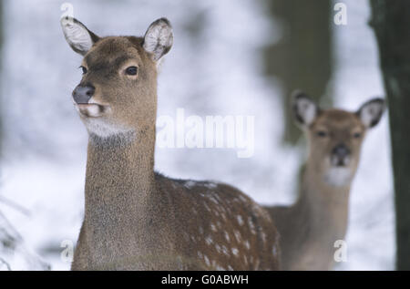 Portrait d'un cerf Sika Dybowski hind et fauve Banque D'Images