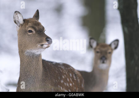 Portrait d'un cerf Sika Dybowski hind et fauve Banque D'Images