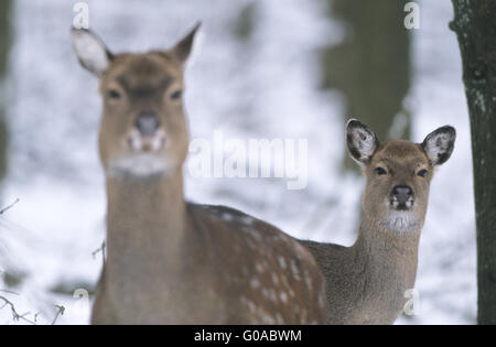 Portrait d'un cerf Sika Dybowski hind et fauve Banque D'Images