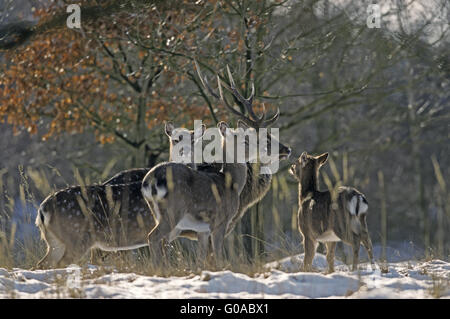 Spotted Deer stag, Hinds et mollet en hiver Banque D'Images