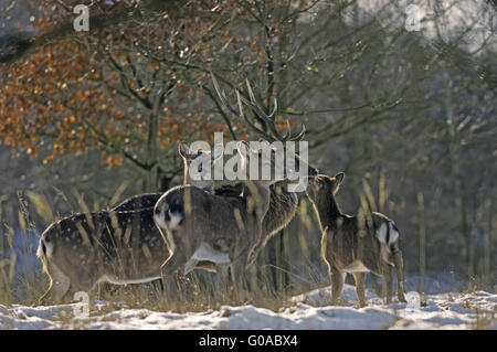 Spotted Deer stag, Hinds et mollet en hiver Banque D'Images